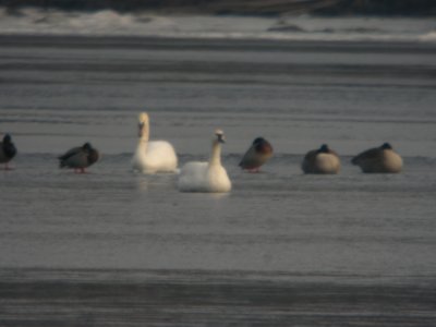 Tundra Swan, Lincoln Lake, MI, January 9, 2012