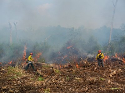 Firing in the swamp
