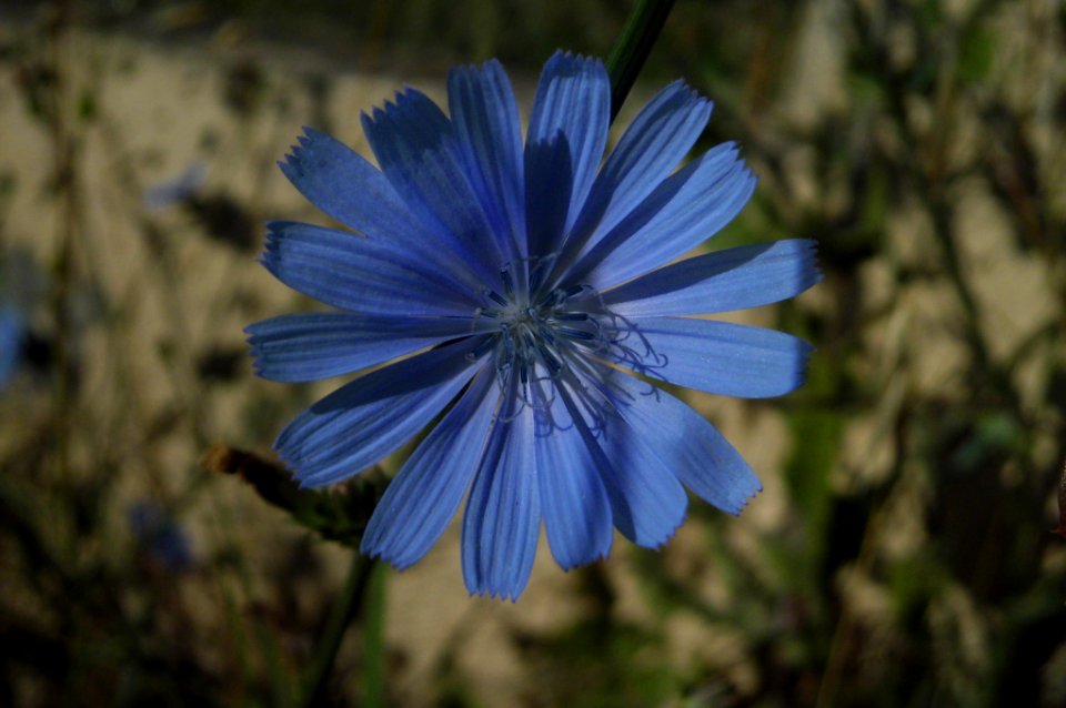 Cichorium intybus