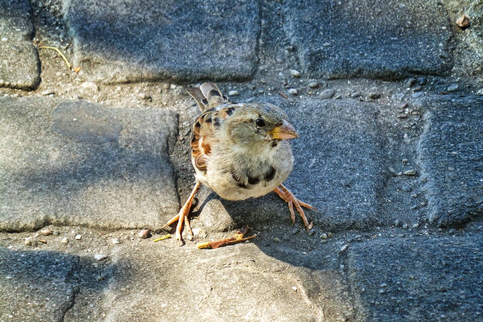 Shadow paving stones animal