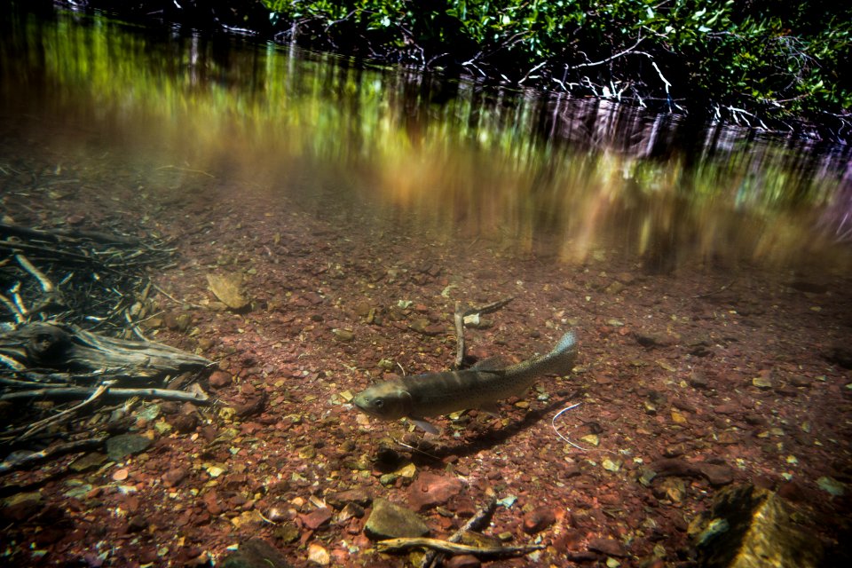 cutthroat trout (Oncorhynchus clarkii)