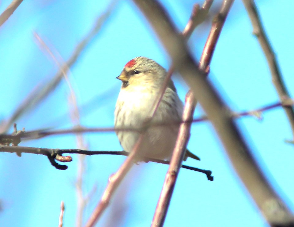 Hoary Redpoll (individual 2), Oakfield, MI, February 4, 2012