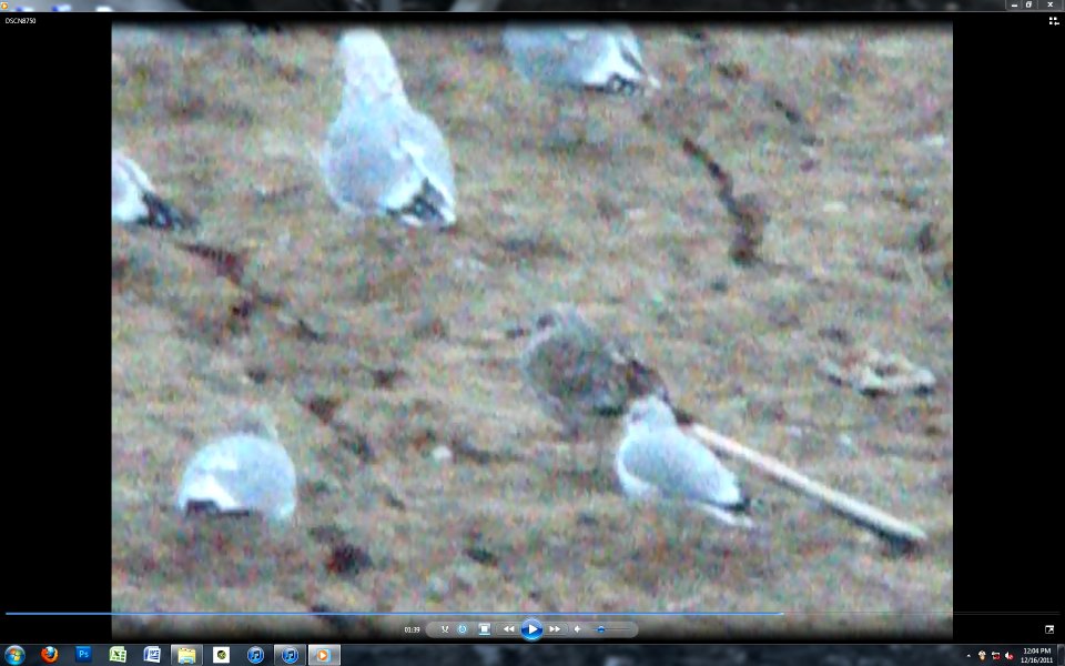 presumed Lesser Black-backed Gull (1st cycle?)