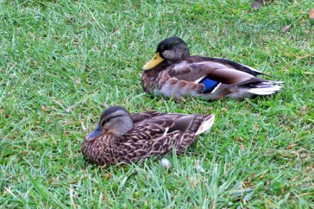 Male and Female (hen and drake) ducks.