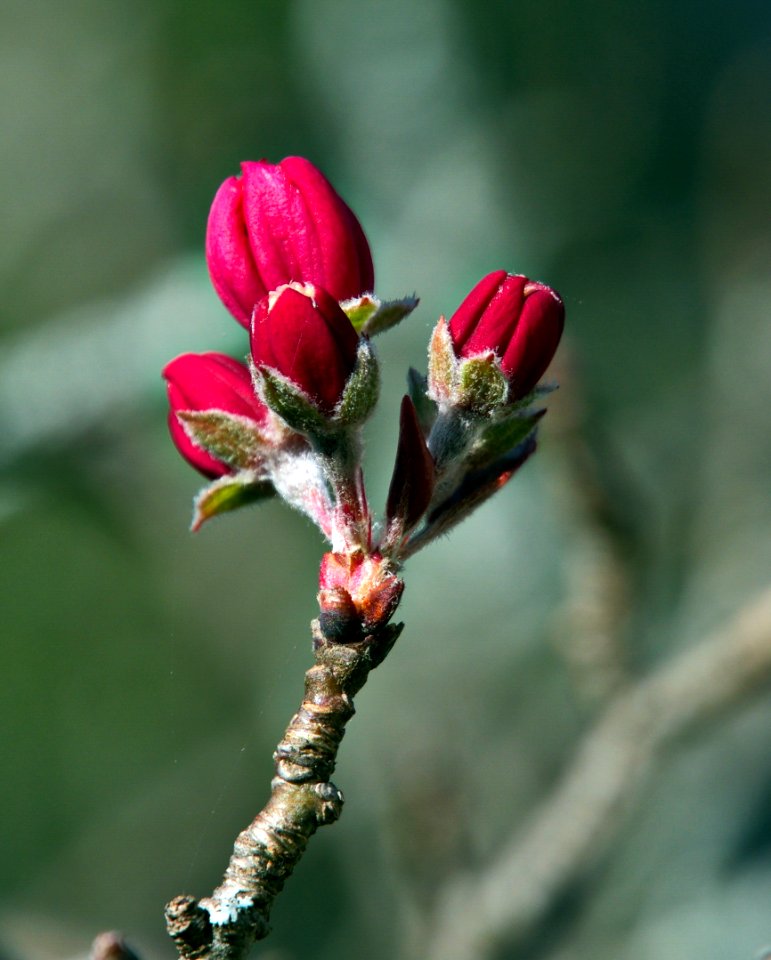 Apple tree bud blooming October