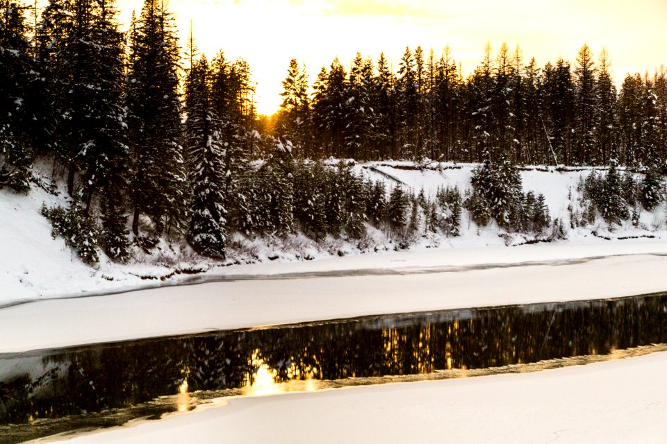 Sun Through the Trees on the Middle Fork