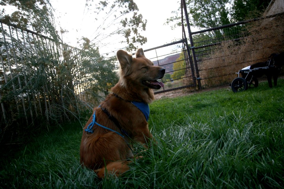 jake