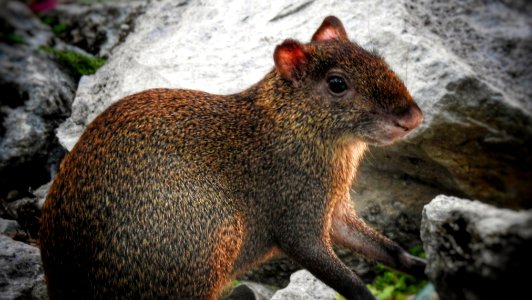 Wild Agouti photo