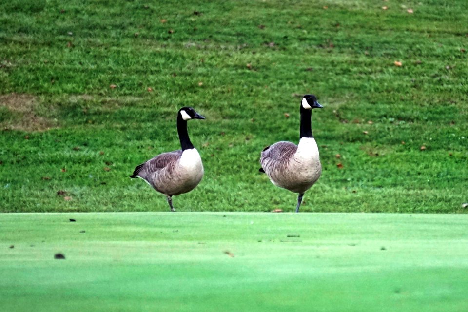 Two Geese standing one leg