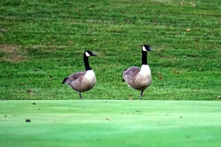 Two Geese standing one leg photo