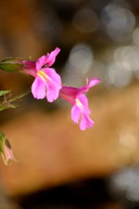 Monkeyflower (Mimulus lewisii)