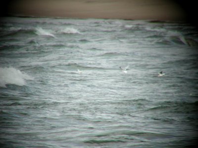 Little Gull X3