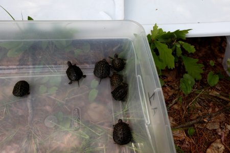 Turtles Ready to be Released