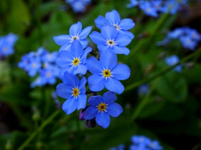 forget me nots photo