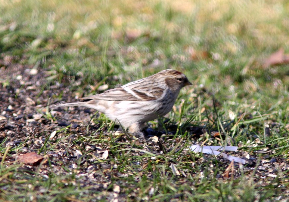 Hoary Redpoll (individual 1), Oakfield, MI, February 4, 2012