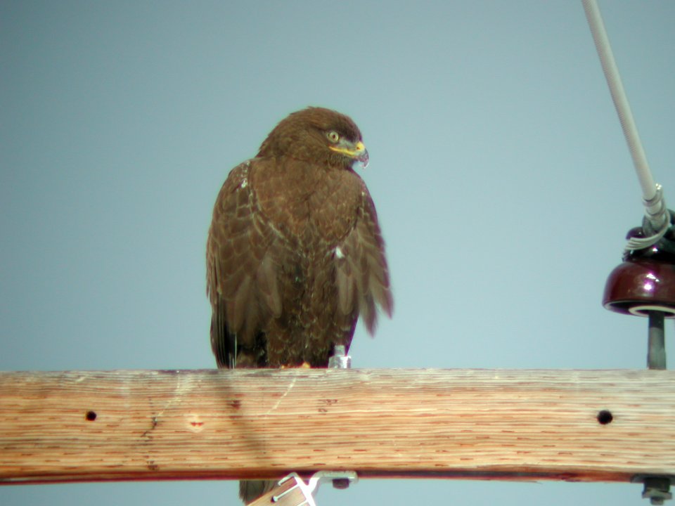 Ferruginous Hawk (dark morph), Frenchtown, MT, January 27, 2002