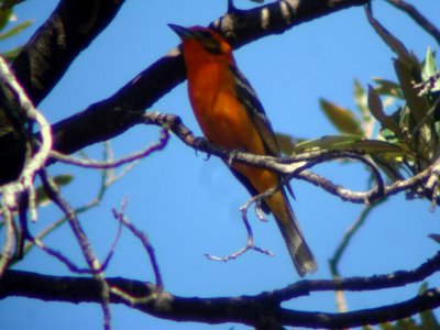 Flame-colored Tanager, Madera Canyon, AZ, May 11, 2008