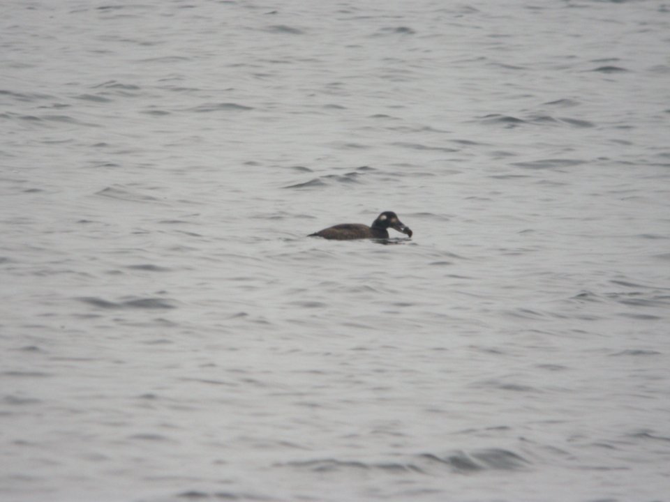 White-winged Scoter, Whitefish Lake, Montcalm Co. MI, 3 December 2011