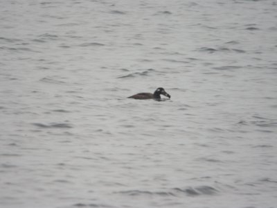White-winged Scoter, Whitefish Lake, Montcalm Co. MI, 3 December 2011