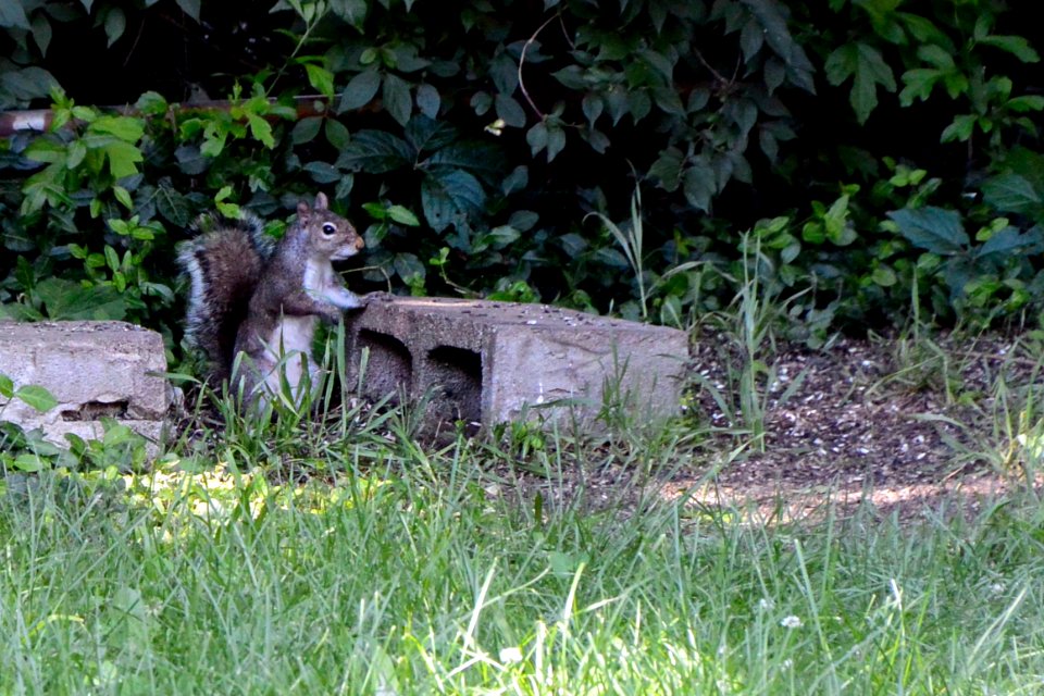 Squirrel