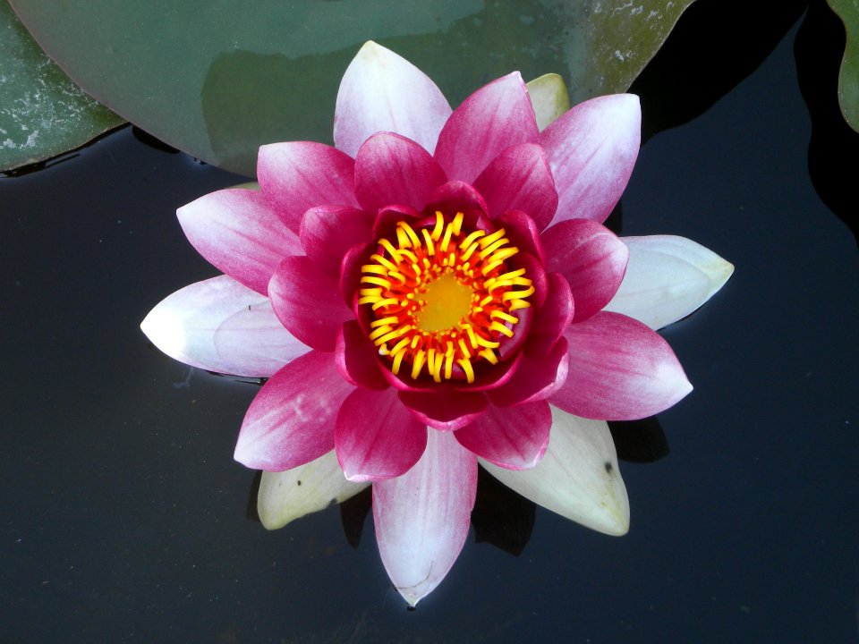 Nymphaea alba