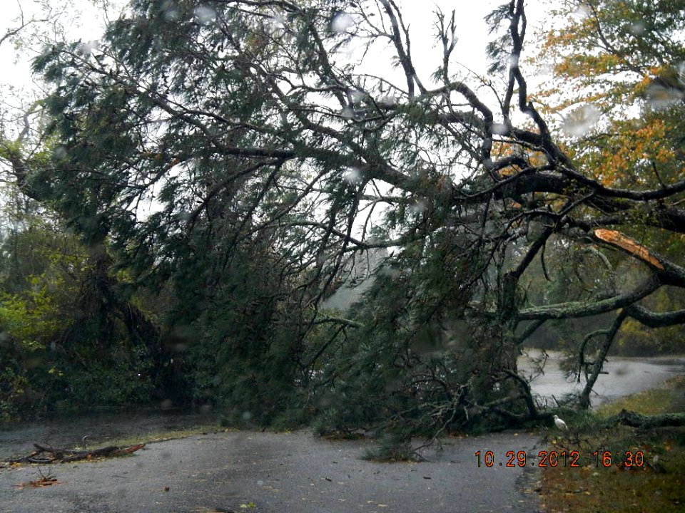 Hurricane Sandy hit Chincoteague National Wildlife Refuge (VA)