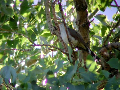 Yellow-billed Cuckoo, Columbus, MT, July 2, 2002