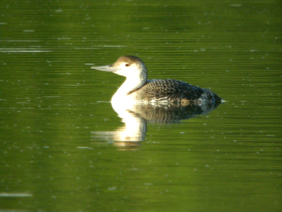 Common Loon, Caledonia Sewage ponds, June 15, 2012
