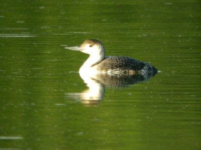 Common Loon, Caledonia Sewage ponds, June 15, 2012