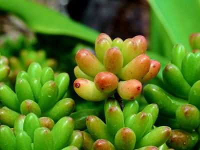 Jelly bean plant photo