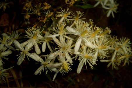 Clematis flammula