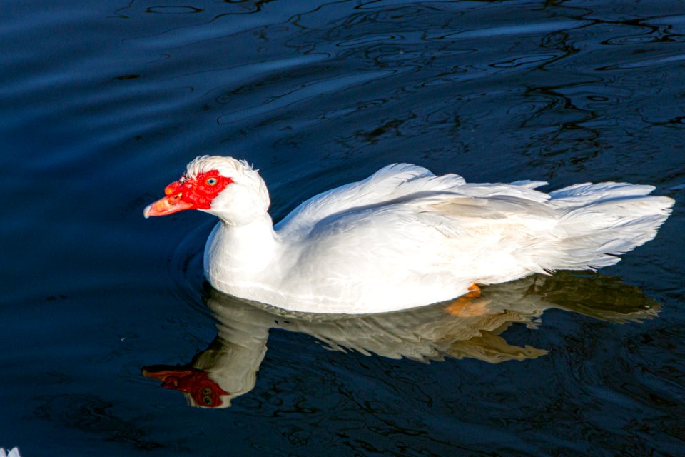 Muscovy Duck with a red bill