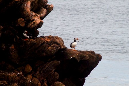Puffin with Vegetation photo