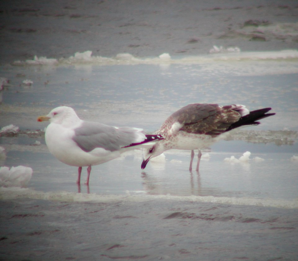 Lesser Black-backed Gull, South Haven, MI, Feb 24, 2007