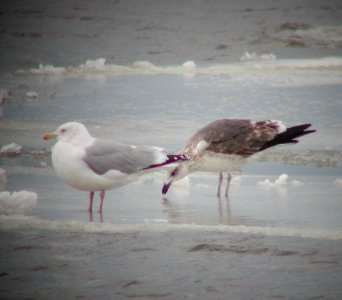 Lesser Black-backed Gull, South Haven, MI, Feb 24, 2007