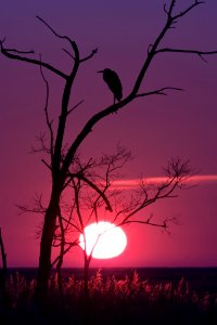 Heron Silhouette at Sunset