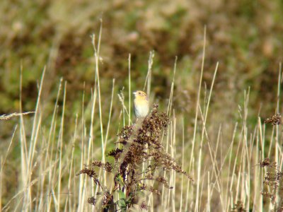 Le Conte's Sparrow, Roselle Park, October 9, 2007