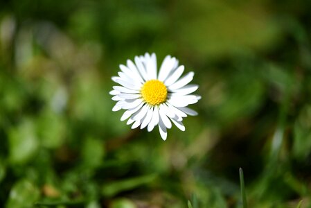 Pointed flower blossom bloom