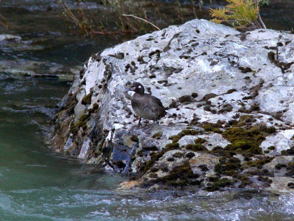 Harlequin Duck, Glacier NP, July 5, 2012