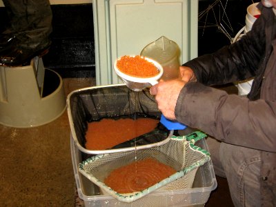 Fishery biologist with lake trout eggs photo