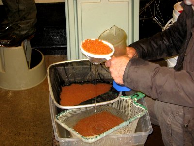 Fishery biologist with lake trout eggs