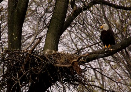 Photo of the Week - Bald eagle with young at John Heinz National Wildlife Refuge (PA)