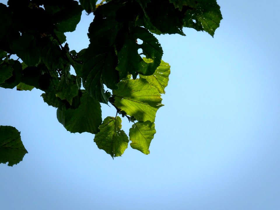 Hazel Green Leaves blue sky as background