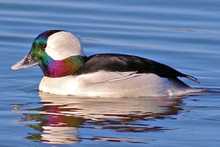 Bufflehead photo