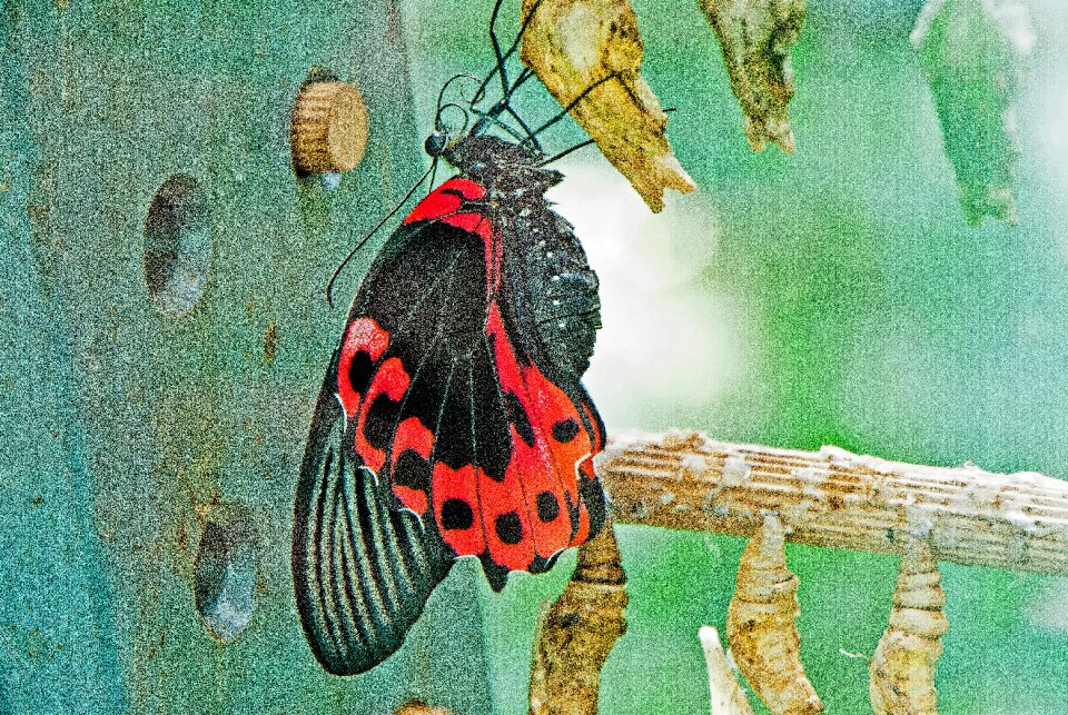 Germany nature animal