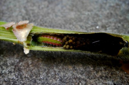 Cacyreus marshalli, larva