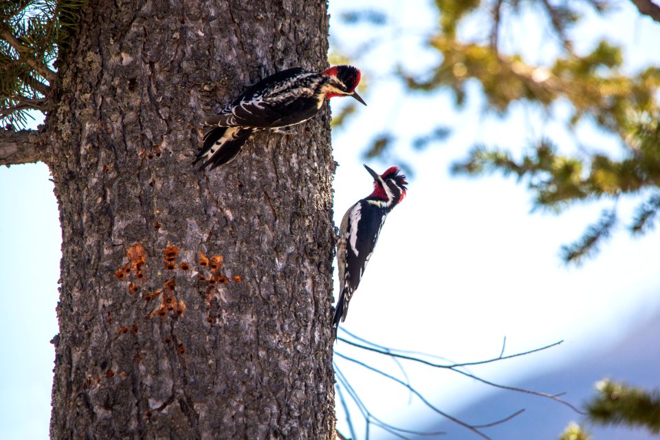 Red-naped Sapsuckers - Sphyrapicus nuchalis photo