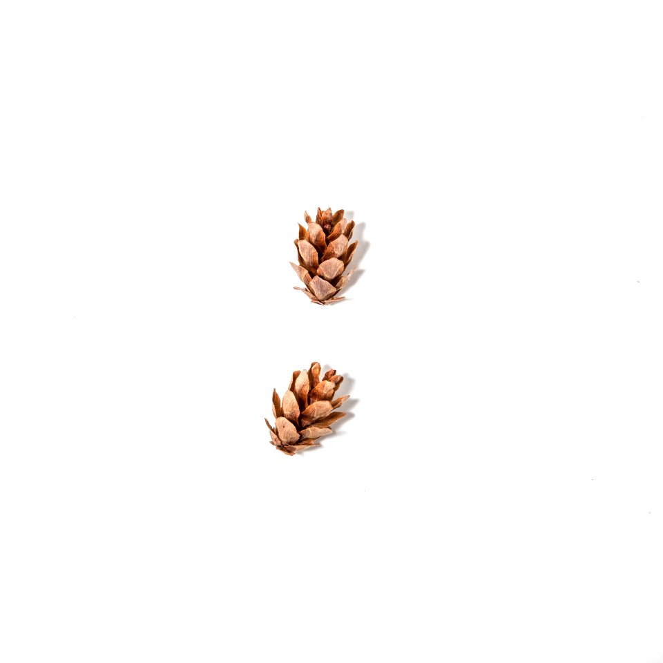 Western Hemlock (Tsuga heterophylla)
