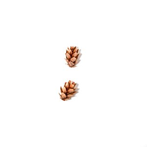 Western Hemlock (Tsuga heterophylla)