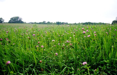 Field of Red Clover photo